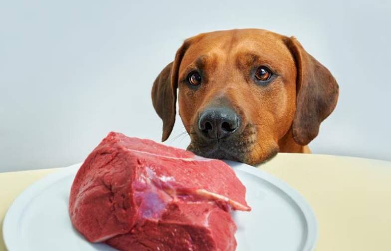 Можно ли давать собакам сырое мясо?