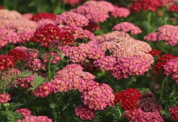 Тысячелистник «Коронейшн Голд»: Золотой Лекарство для Вашего Сада и Здоровья