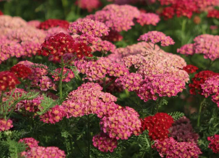 Тысячелистник «Коронейшн Голд»: Золотой Лекарство для Вашего Сада и Здоровья