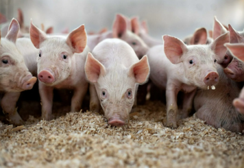 Традиционное свиноводство на грани исчезновения