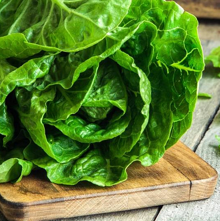 Кочанный салат