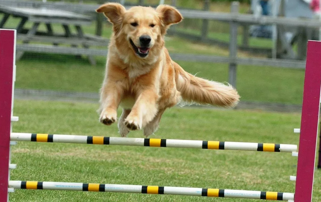 Площадка или индивидуальные занятия?