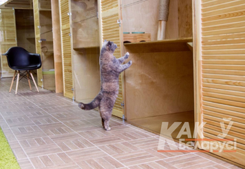Гостиница для кошек - питомник сиамских и ориентальных кошек