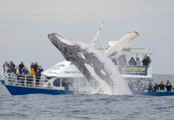 Синий кит приплыл в Беларусь?