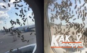 Пчелы атакуют аэропорт