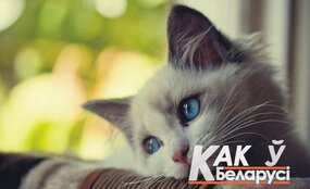 Во Франции приняли закон, что у животных есть чувства