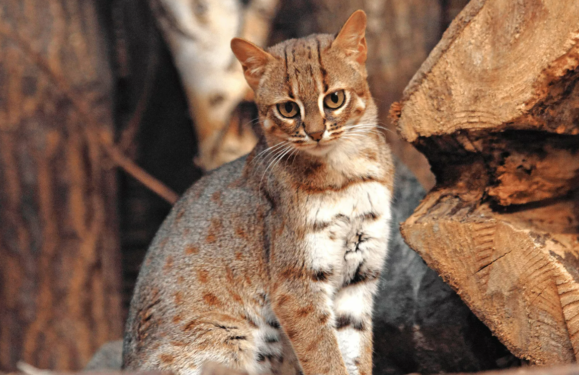 Ржавая пятнистая кошка